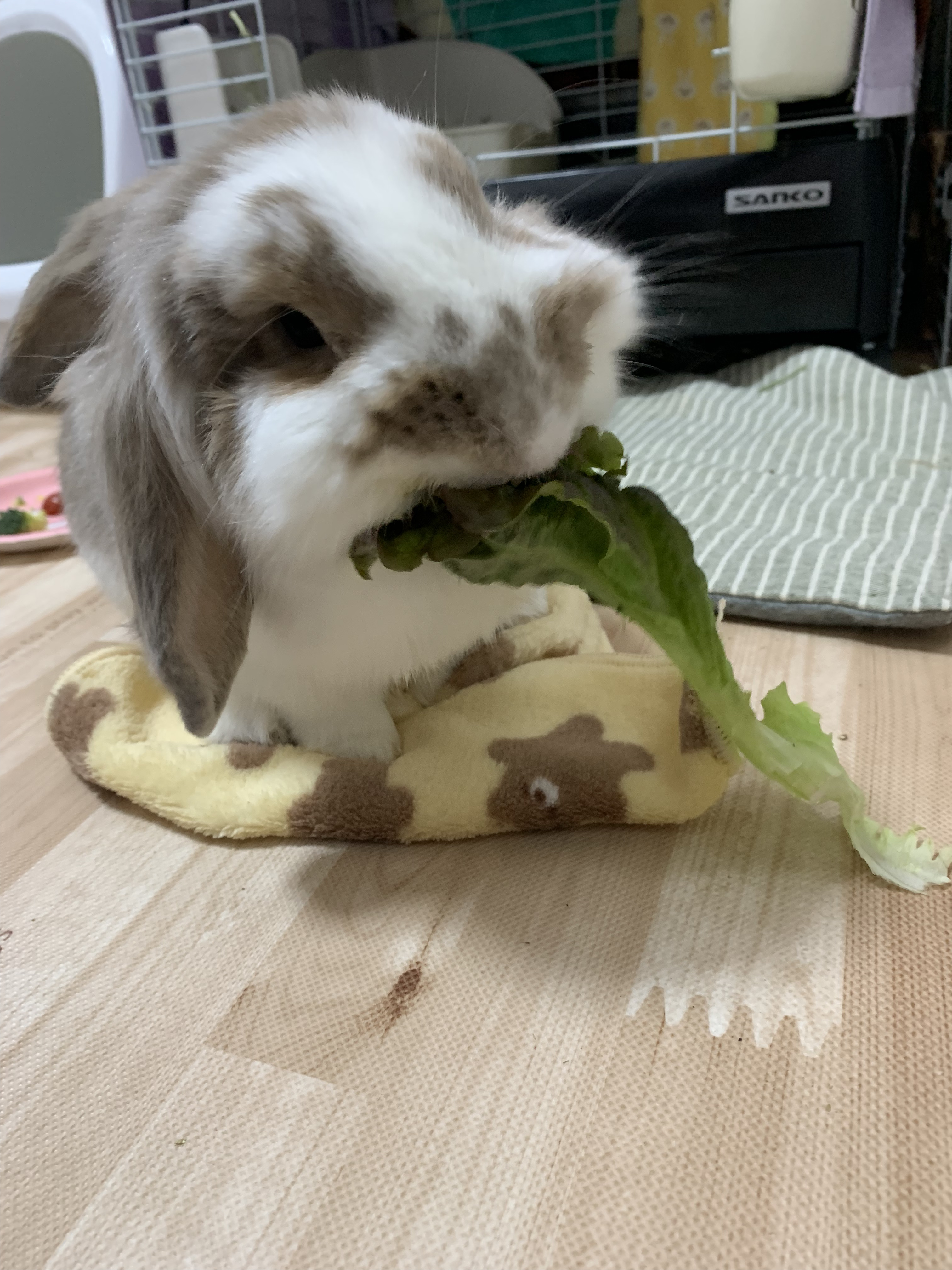 うさぎのぎんちゃんが小松菜を食べている
