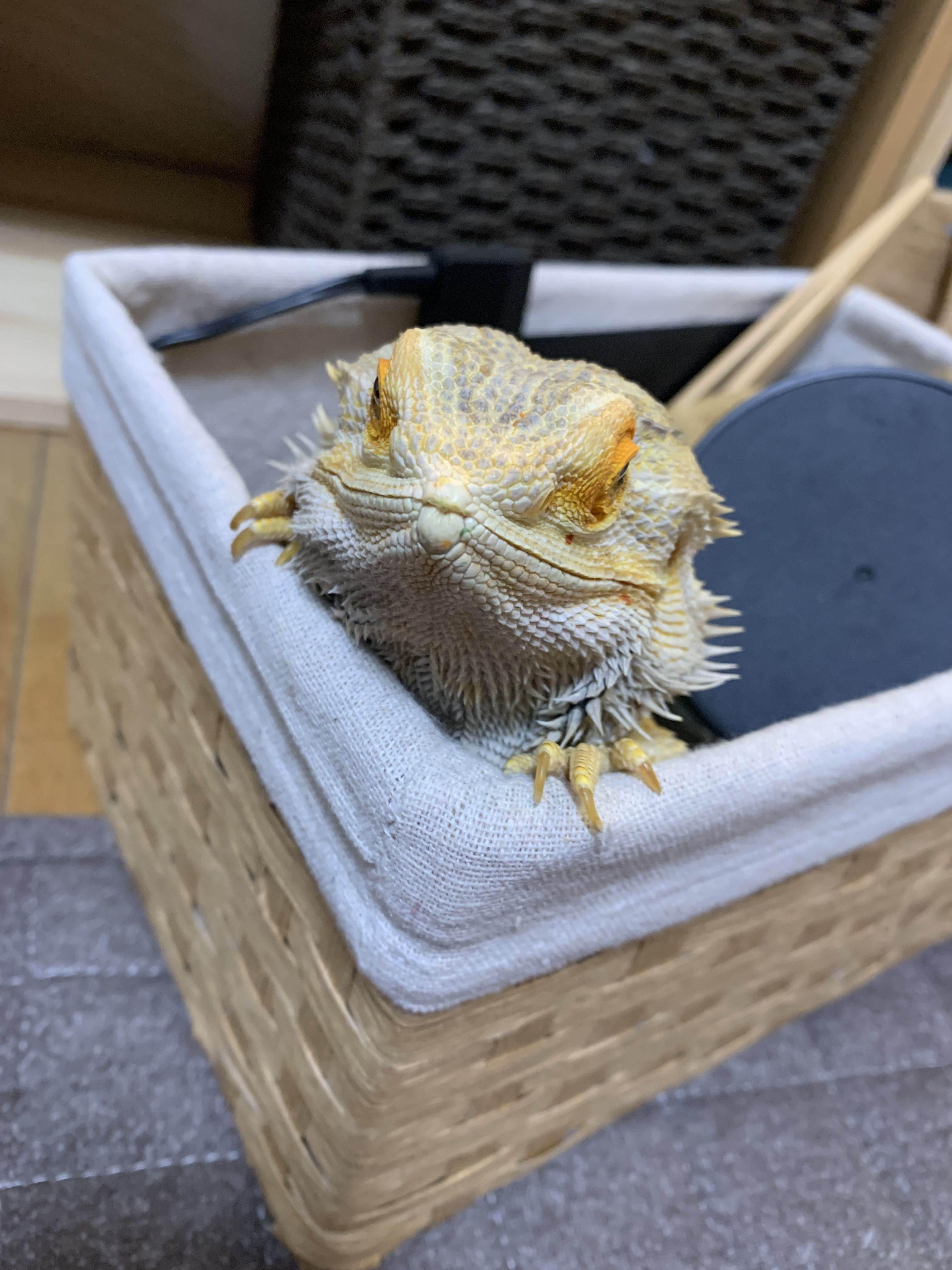 フトアゴヒゲトカゲのじゅうぞうがカメラ目線で見ている