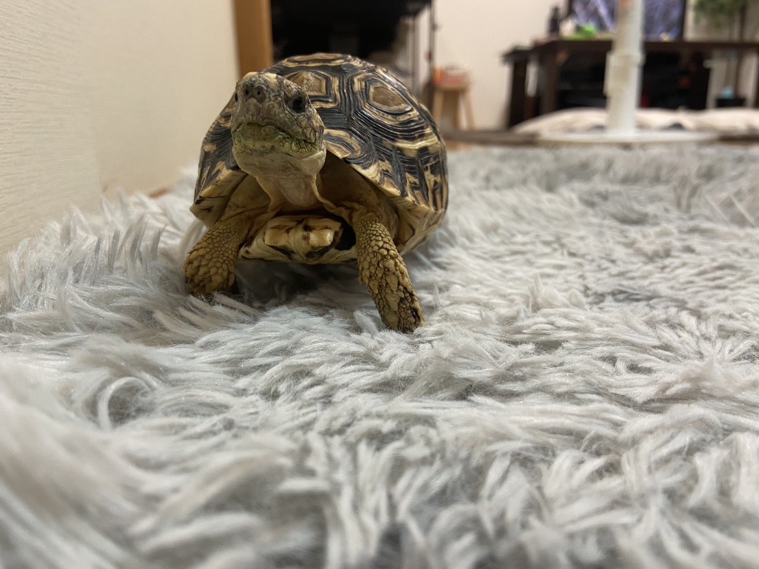 ヒョウモンリクガメのかんたが少し上を見ている